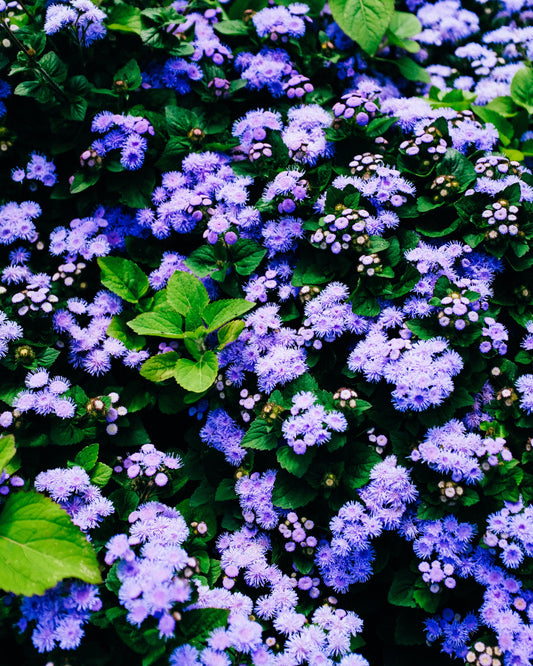 Bloom Couture - Blauwe Zijden Bloemen